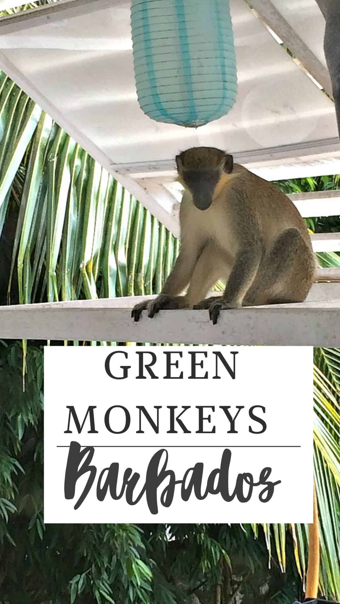 A green monkey perches on a white structure, a sign below proudly stating "Green Monkeys Barbados." In the background, palm leaves sway gently alongside a blue paper lantern.