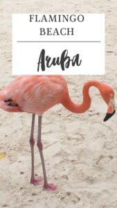 A graceful flamingo stands on sandy ground beneath a sign reading "Flamingo Beach Aruba," capturing the tropical charm of this unique flamingo paradise.