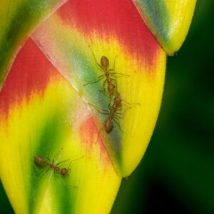 tropical ants