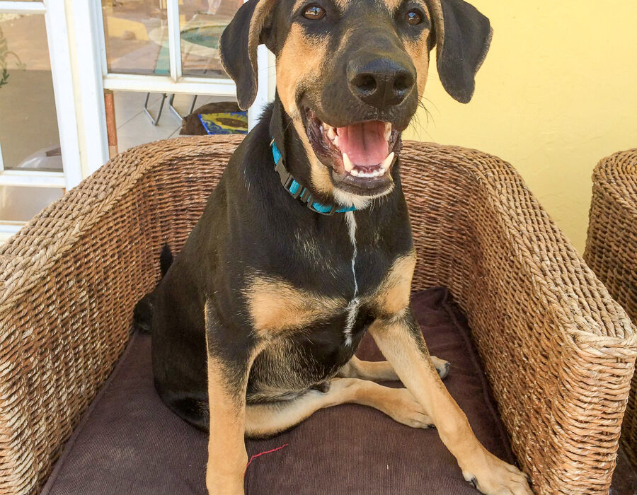 teddy in chair