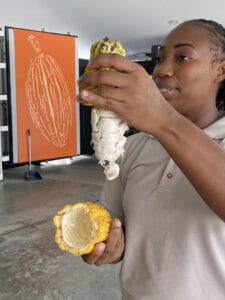 A person holds an opened cacao pod, revealing the white pulp-covered beans inside, reminiscent of a St. Lucia chocolate tour. An illustration of a large orange cacao pod serves as a vibrant background.