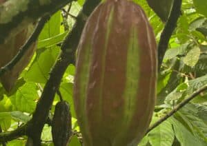 A close-up of a cacao pod on a tree in St. Lucia, displaying vibrant green and brown hues, surrounded by lush green leaves.