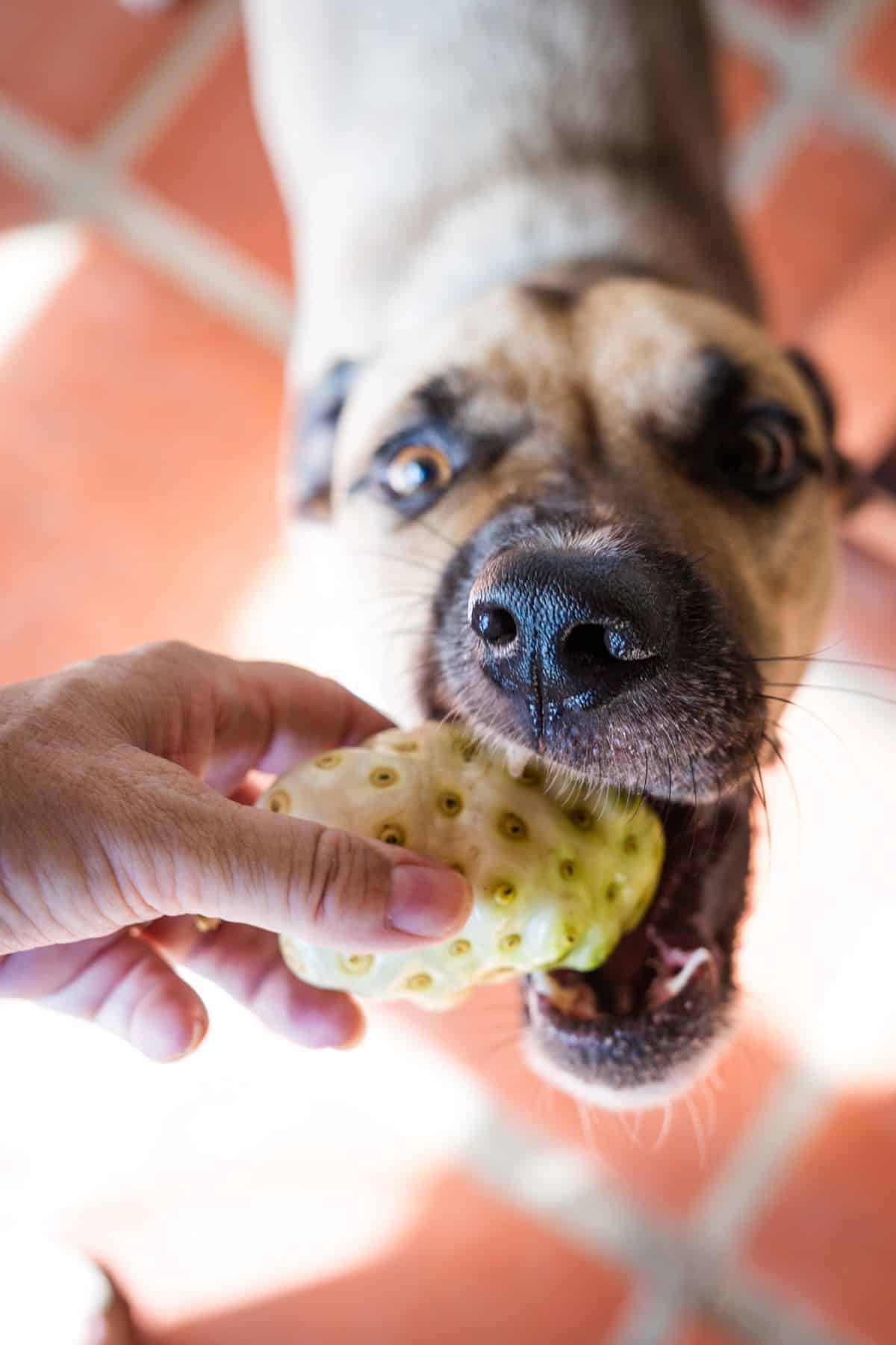 A curious dog nibbles on a noni fruit, gently held by someone's hand above the tiled floor.