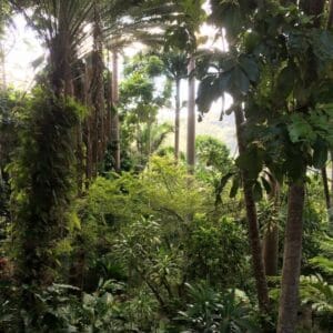 Dense forest scene with tall trees, lush green foliage, and a variety of plants under soft natural light.