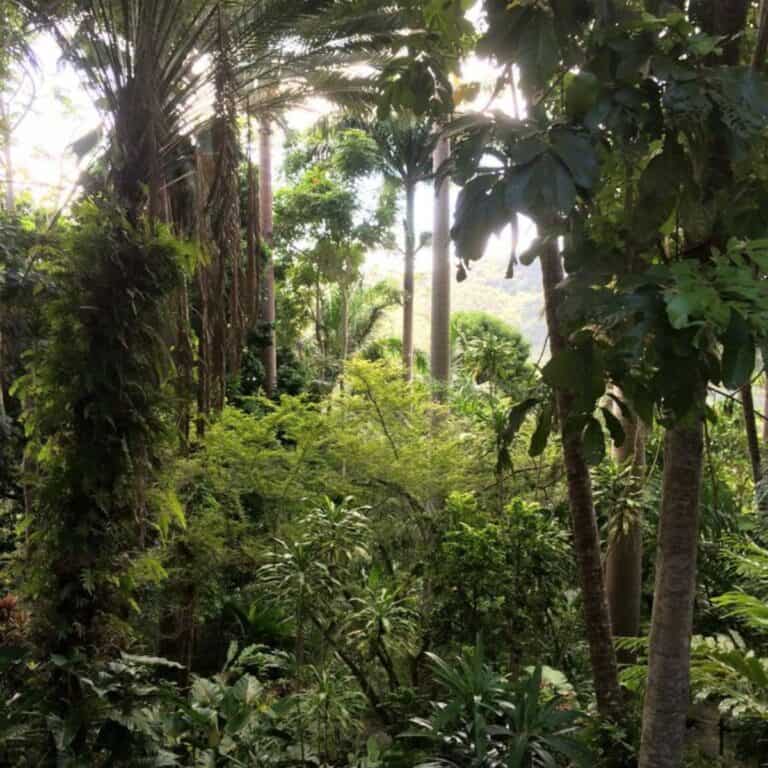 Dense forest scene with tall trees, lush green foliage, and a variety of plants under soft natural light.