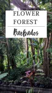 Lush tropical plants thrive in a dense forest setting, crowned by a sign overhead that proudly reads "Barbados Flower Forest.