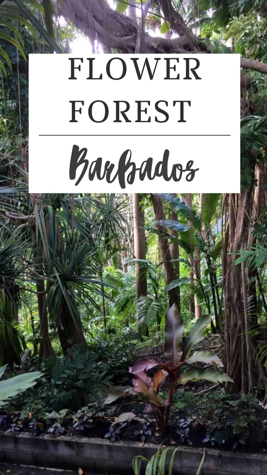 Lush tropical plants thrive in a dense forest setting, crowned by a sign overhead that proudly reads "Barbados Flower Forest.