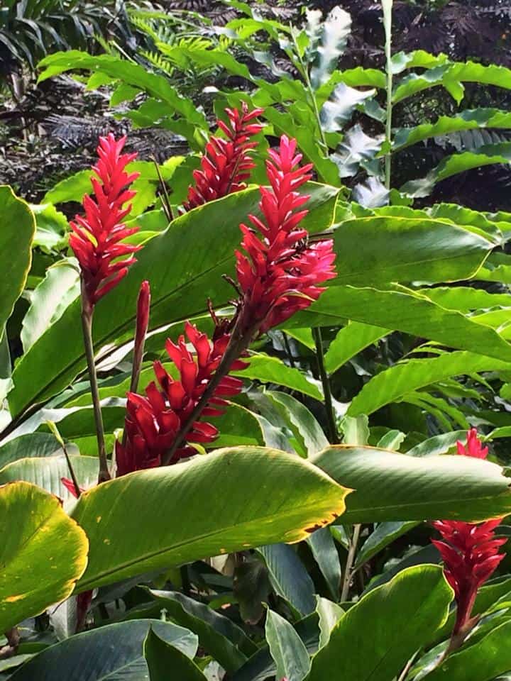Red ginger flowers with vibrant green leaves thrive in the lush setting of Barbados Flower Forest.