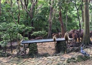 Monkeys sit on a stone bench in a forested area with a group of deer and a pigeon nearby.