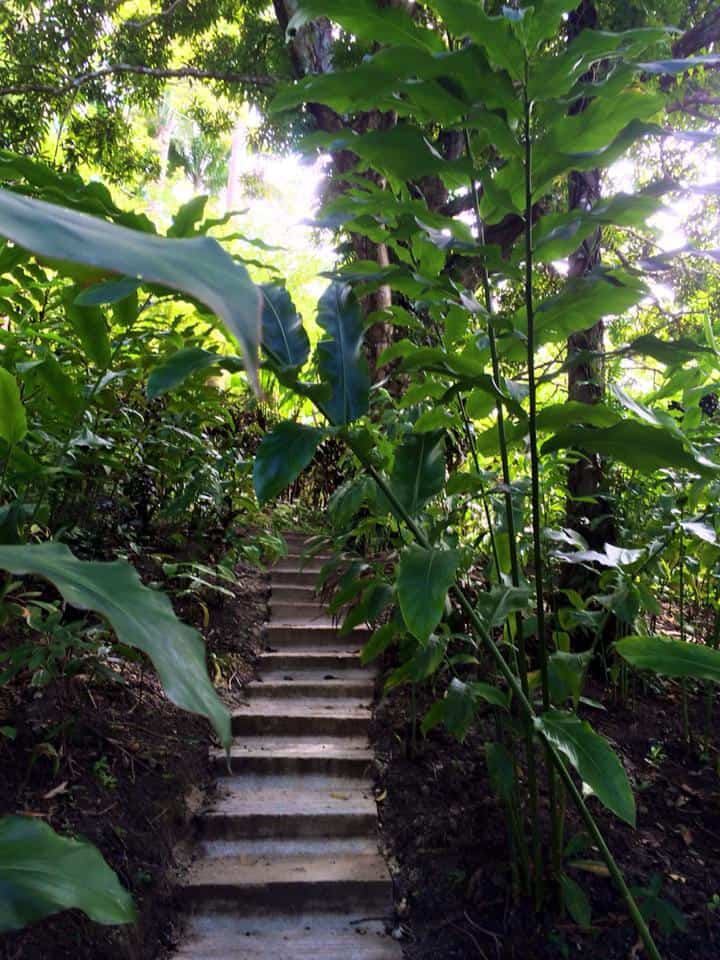A narrow stone stairway surrounded by dense green foliage and tall plants leads upward through the lush Barbados Flower Forest.