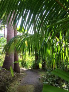 A narrow path winds through the lush, green palm trees and dense foliage of the Barbados Flower Forest, sunlight delicately filtering through the leaves.