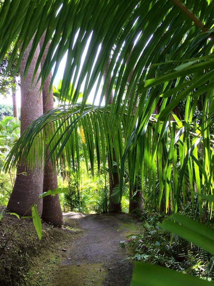 A narrow path winds through the lush, green palm trees and dense foliage of the Barbados Flower Forest, sunlight delicately filtering through the leaves.