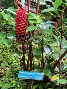 Close-up of a Tapeinochilos ananassae plant with a red cone-shaped flower, known as "Pineapple Ginger," originating from Indonesia/New Guinea. It flourishes amid the lush greenery reminiscent of a Barbados flower forest.