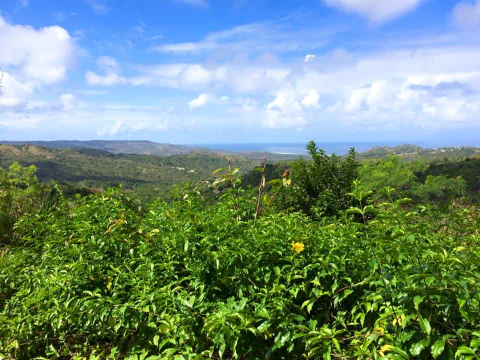 Lush green vegetation in the foreground, with a distant view of hills reminiscent of the Barbados Flower Forest, set against a blue sky and scattered clouds.