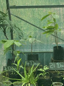 Three labeled plant pots illustrate growth over time: "7 Days," "14 Days," and "21 Days." Each pot contains a plant of increasing size from left to right, much like discovering the rich flavors on a St. Lucia chocolate tour, unfolding layer by layer.