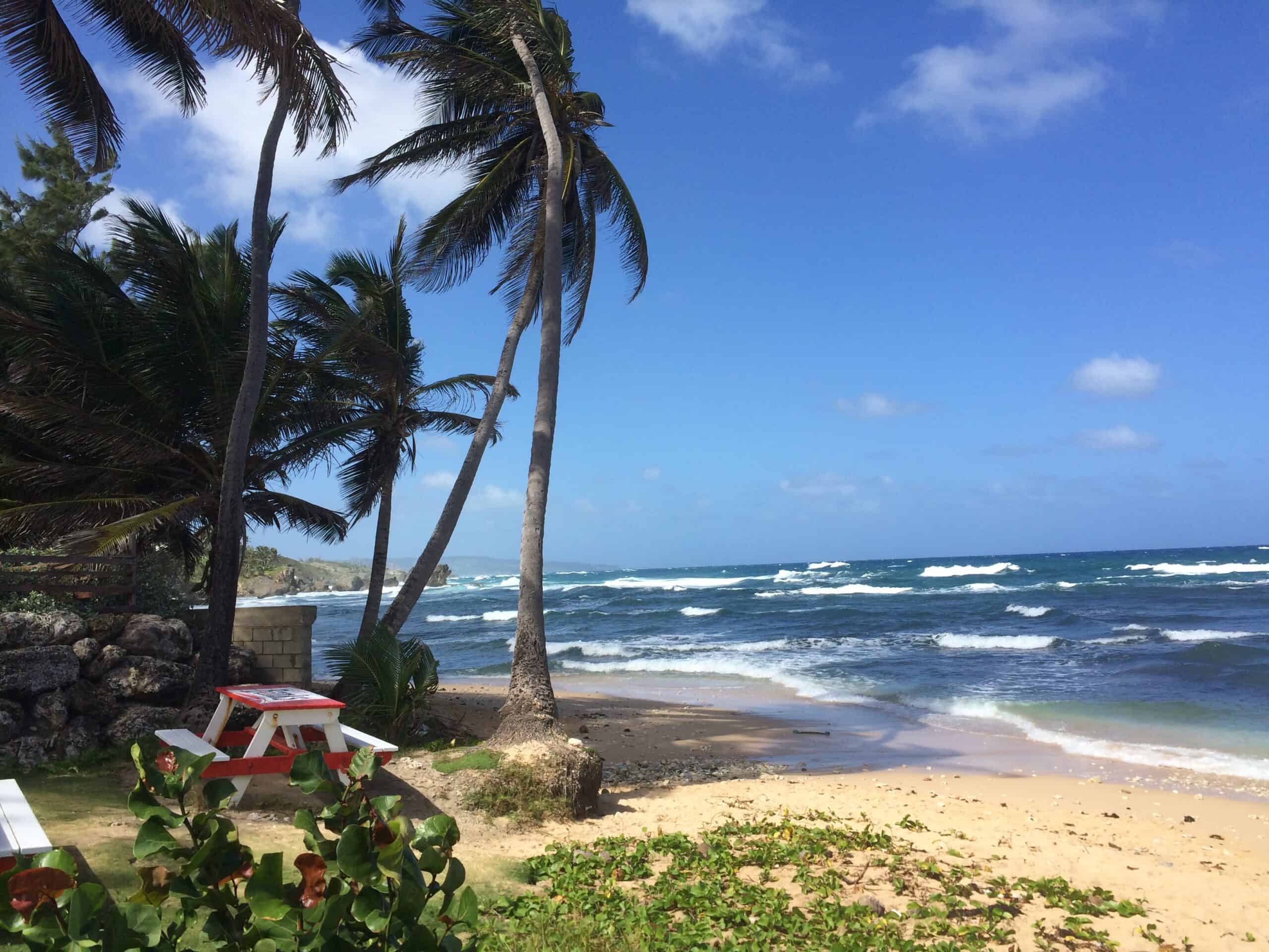 Palm trees and a picnic table by a sandy beach with waves under a blue sky and scattered clouds—an ideal spot to relax, just don’t forget your Barbados packing list for the perfect beach day.