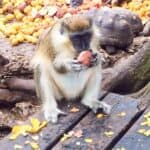 A monkey sits on a wooden surface eating fruit, with scattered fruit and a tortoise in the background.