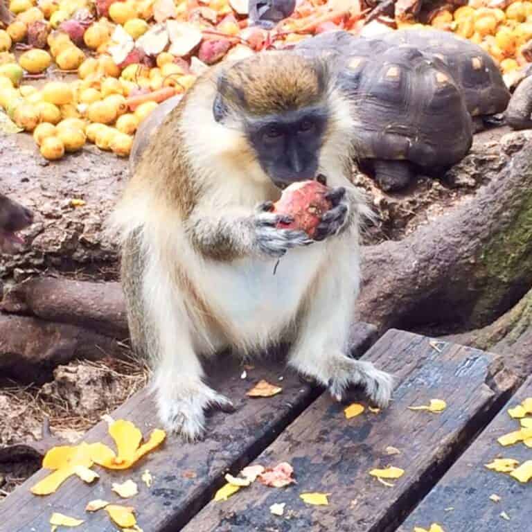 A monkey sits on a wooden surface eating fruit, with scattered fruit and a tortoise in the background.