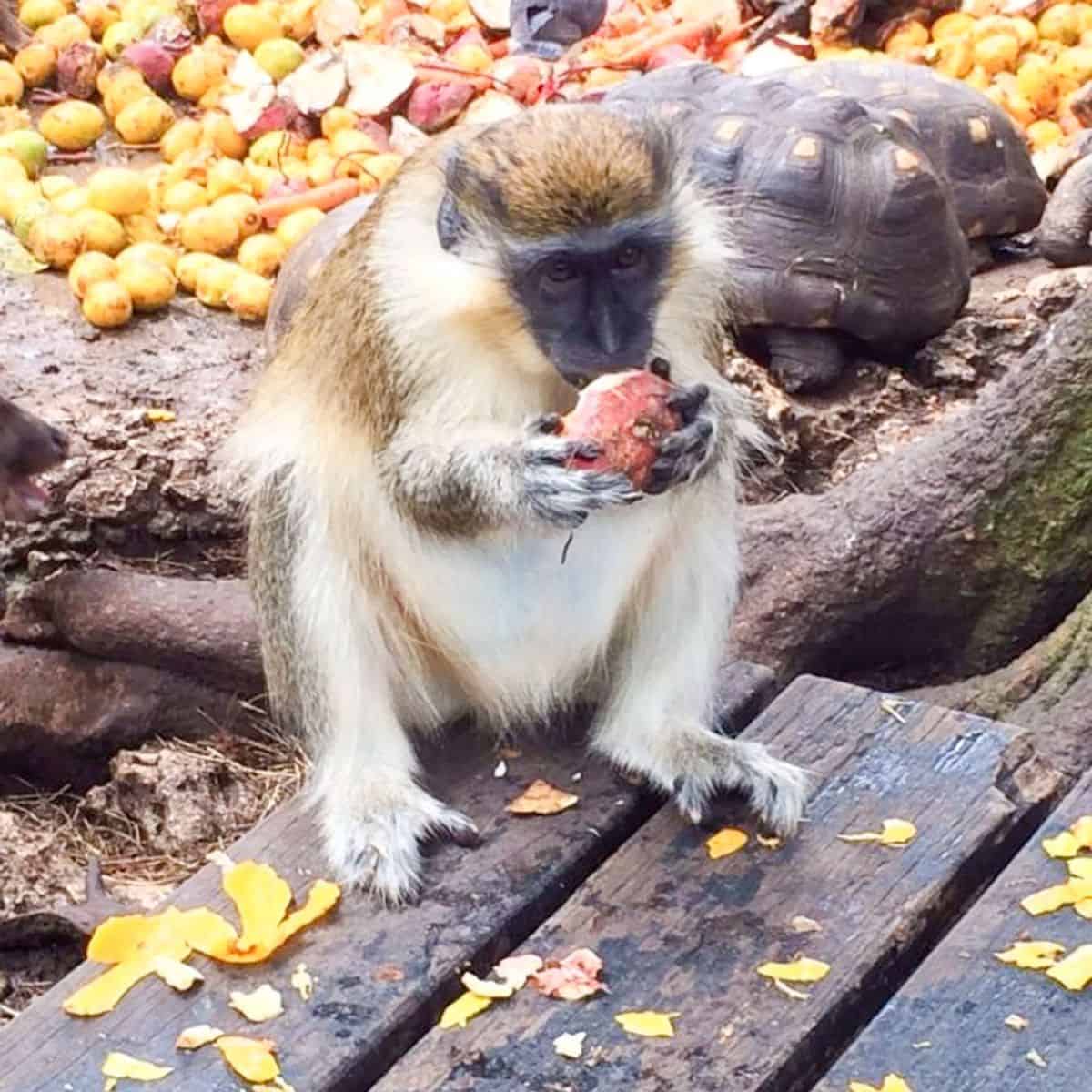 A monkey sits on a wooden surface eating fruit, with scattered fruit and a tortoise in the background.