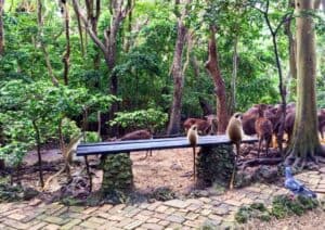 Several monkeys sit on a bench in a forest clearing, while a group of deer and a pigeon stand nearby among the trees.