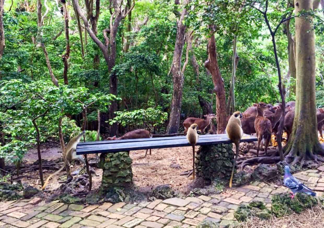 Several monkeys sit on a bench in a forest clearing, while a group of deer and a pigeon stand nearby among the trees.