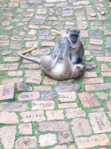 Two monkeys at Barbados Wildlife Reserve rest on a stone path; one sits upright while the other lies on its back, legs in the air. Uneven bricks form the path, with tufts of grass peeking through.