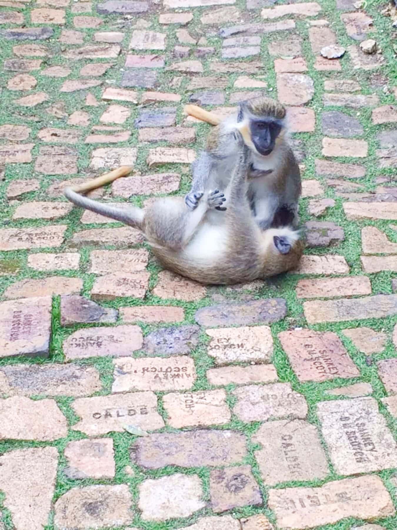 Two monkeys at Barbados Wildlife Reserve rest on a stone path; one sits upright while the other lies on its back, legs in the air. Uneven bricks form the path, with tufts of grass peeking through.
