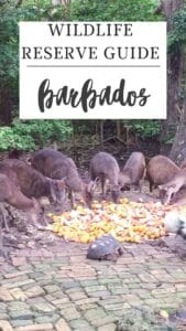Several deer and a pig eat fruit on a cobblestone area surrounded by trees, with a sign above reading "Wildlife Reserve Guide Barbados.