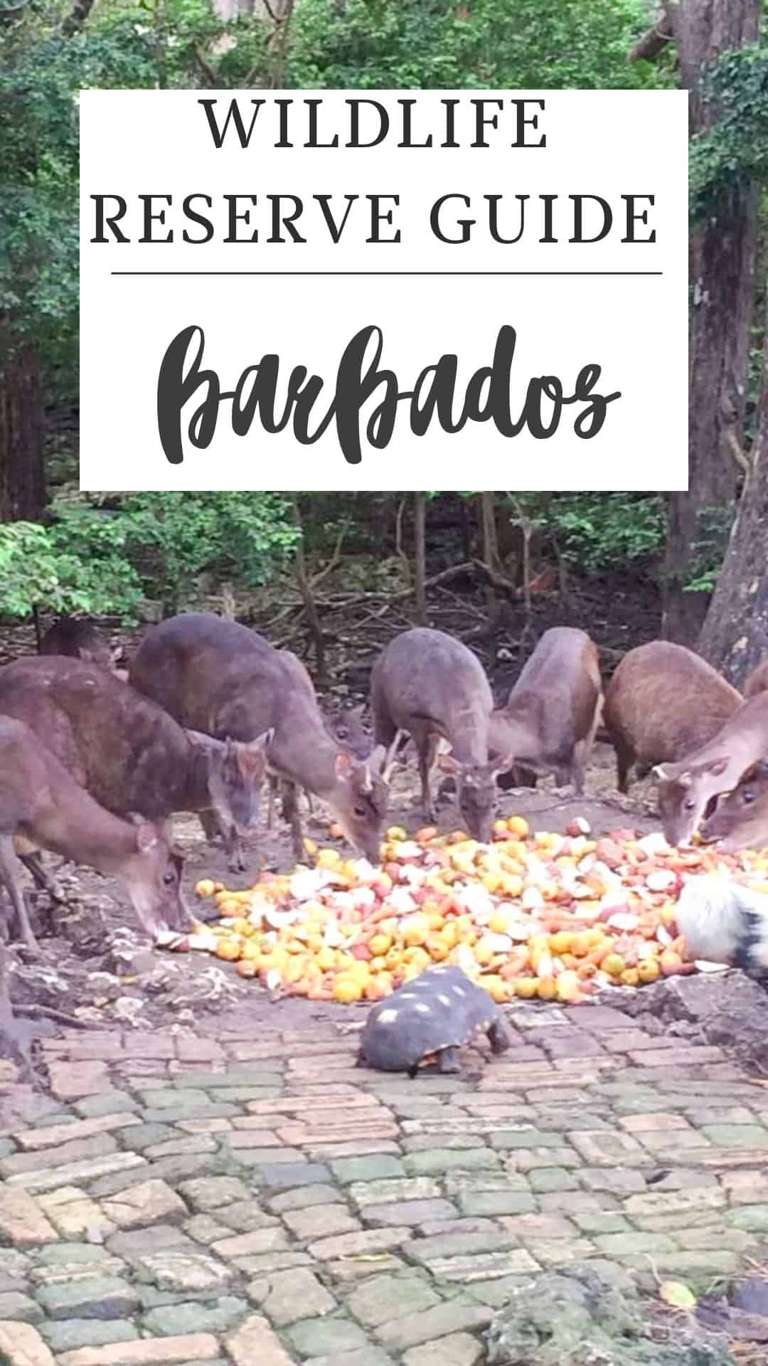 Several deer and a pig eat fruit on a cobblestone area surrounded by trees, with a sign above reading "Wildlife Reserve Guide Barbados.