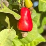 A ripe red cashew apple with attached cashew nut grows on a tree, surrounded by green leaves in sunlight—a beautiful example of cashews in Saint Lucia.