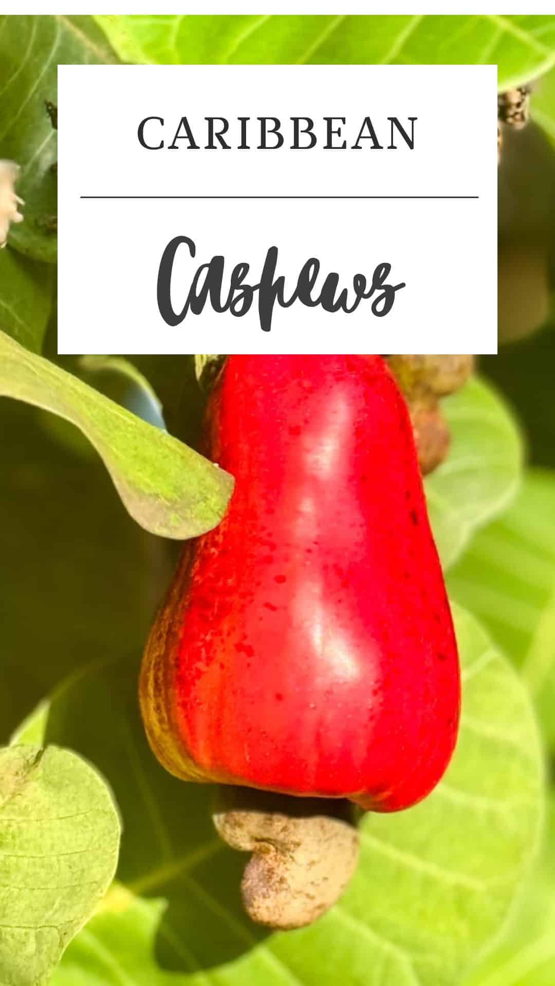 A ripe red cashew apple with attached cashew nut grows on a tree, surrounded by green leaves. Text reads “Caribbean Cashews—Experience fresh cashews in Saint Lucia.”.