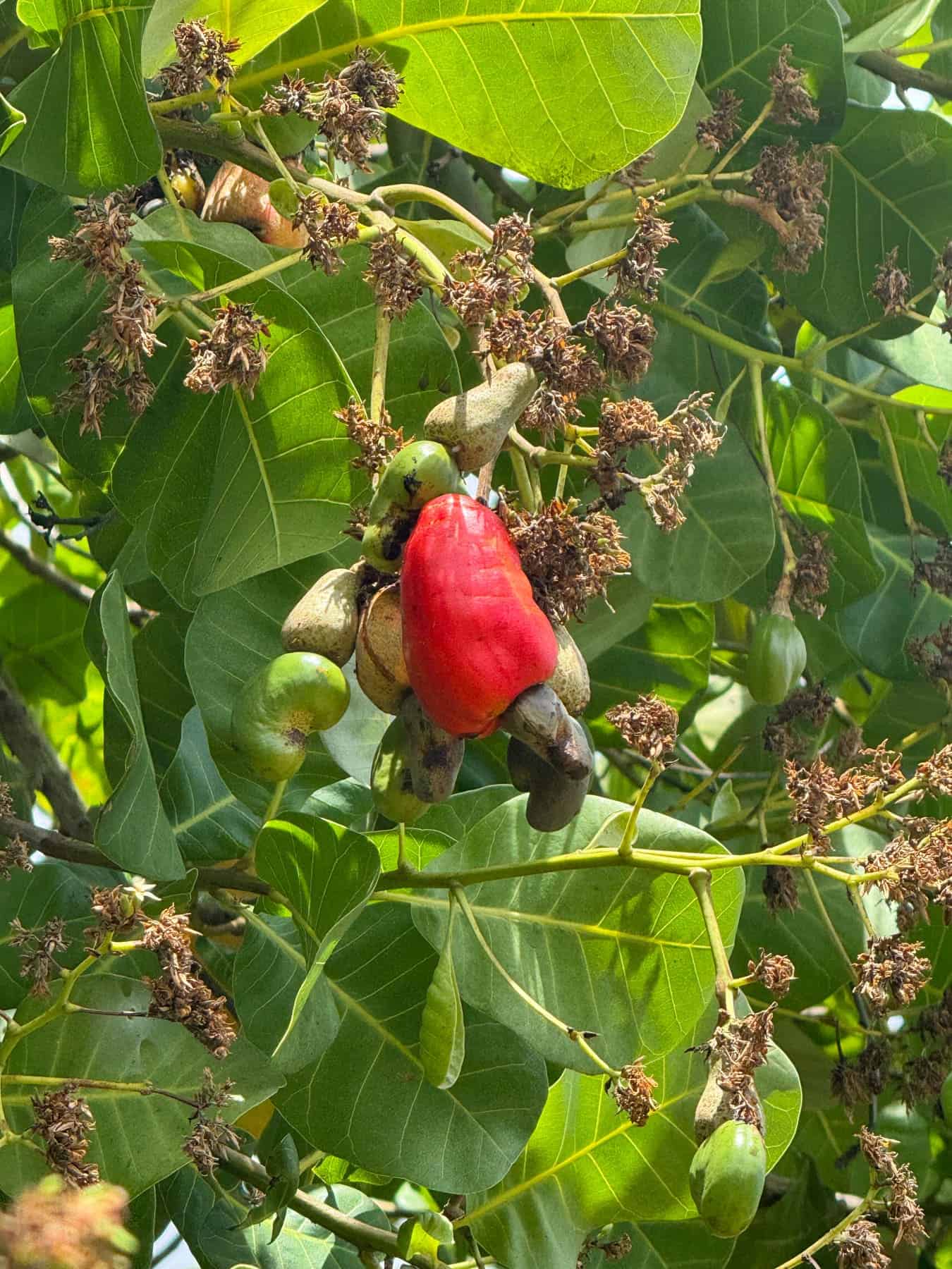 A cashew tree with broad green leaves, clusters of brown flowers, and a single red cashew apple with a cashew nut attached underneath, much like the unique cashews in Saint Lucia.