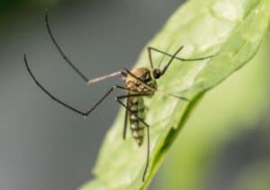 A close-up view of a mosquito perched on a green leaf, showing detailed legs and body features, highlights the presence of mosquitoes in St Lucia.