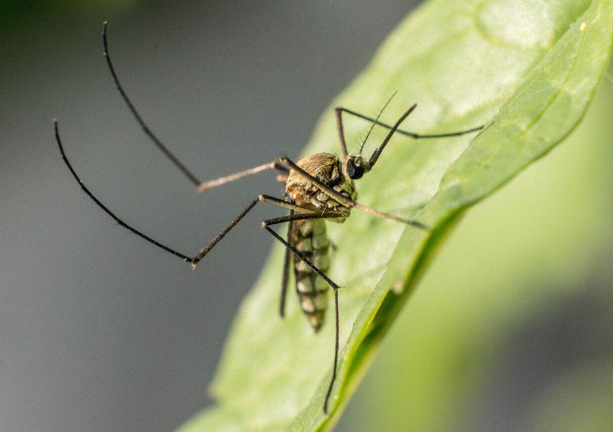 A close-up view of a mosquito perched on a green leaf, showing detailed legs and body features, highlights the presence of mosquitoes in St Lucia.