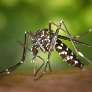 Close-up of a black and white mosquito, likely an Aedes species common among mosquitoes in St Lucia, feeding on human skin with a green blurred background.