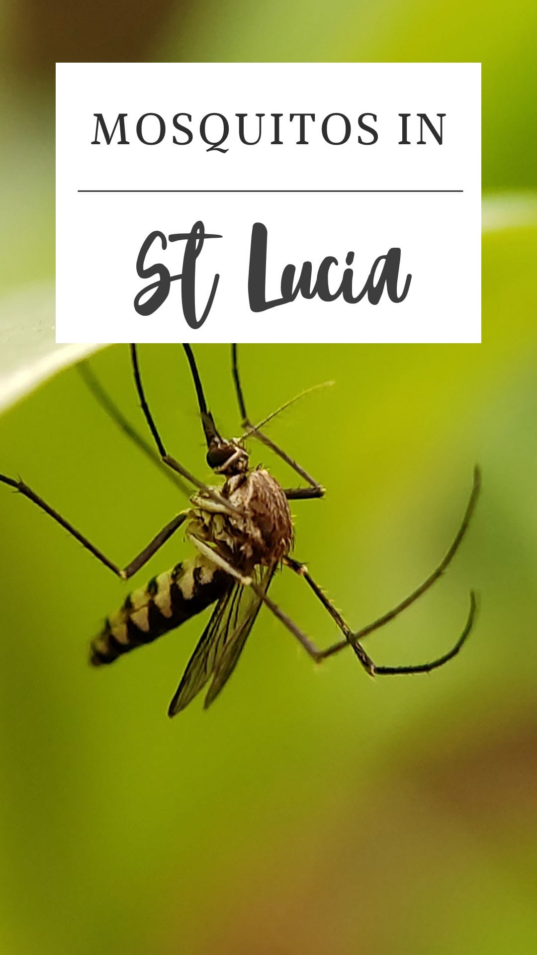 Close-up of a mosquito on a green blurred background with the text "Mosquitoes in St Lucia" at the top, highlighting the presence of mosquitoes in St Lucia.