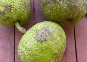 Three green breadfruits with bumpy, hexagonal-patterned skin rest on a wooden surface.