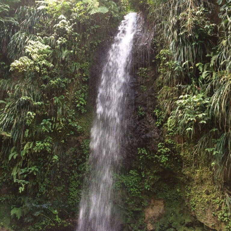 A waterfall flows down a rocky, moss-covered wall surrounded by lush green foliage, capturing the natural beauty of St Lucia waterfalls.
