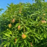 Several ripe and unripe mangoes hang from the branches of a lush green mango tree under a clear blue sky, capturing the vibrant spirit of mango season in Saint Lucia.
