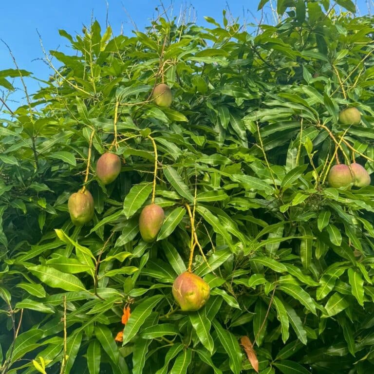 Several ripe and unripe mangoes hang from the branches of a lush green mango tree under a clear blue sky, capturing the vibrant spirit of mango season in Saint Lucia.