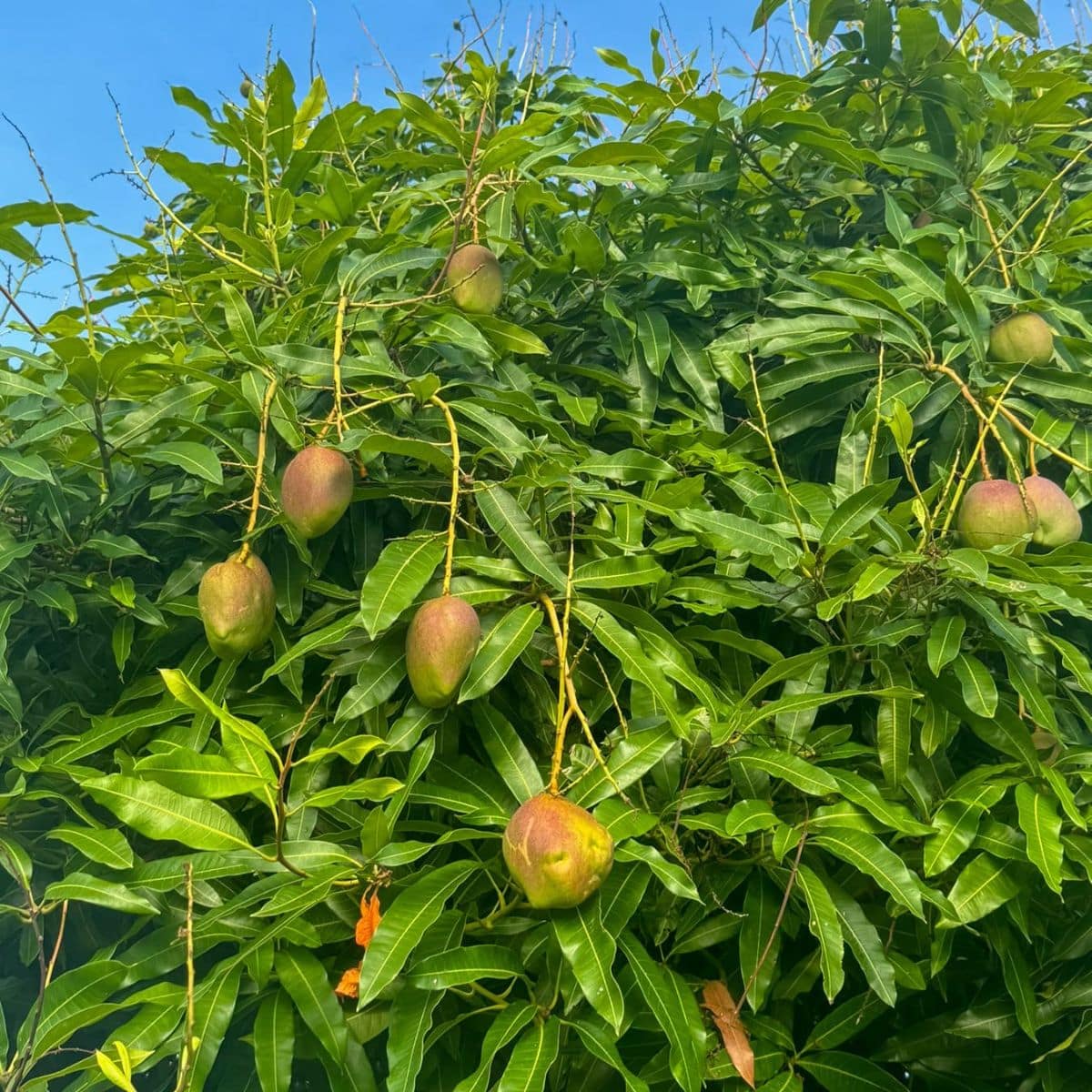 Several ripe and unripe mangoes hang from the branches of a lush green mango tree under a clear blue sky, capturing the vibrant spirit of mango season in Saint Lucia.