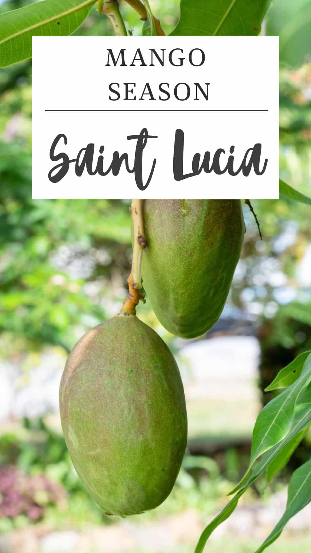 Two unripe mangos hanging from a tree branch with a sign above that reads "Mango Season Saint Lucia," capturing the start of mango season in Saint Lucia.