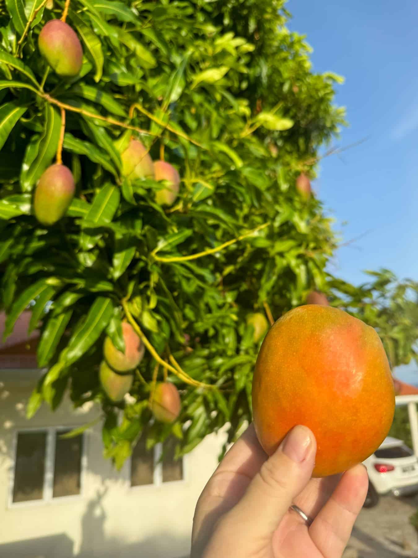 A hand holding a ripe mango in front of a mango tree with several unripe mangoes hanging from its branches, capturing the vibrant essence of mango season in Saint Lucia. A building is visible in the background.