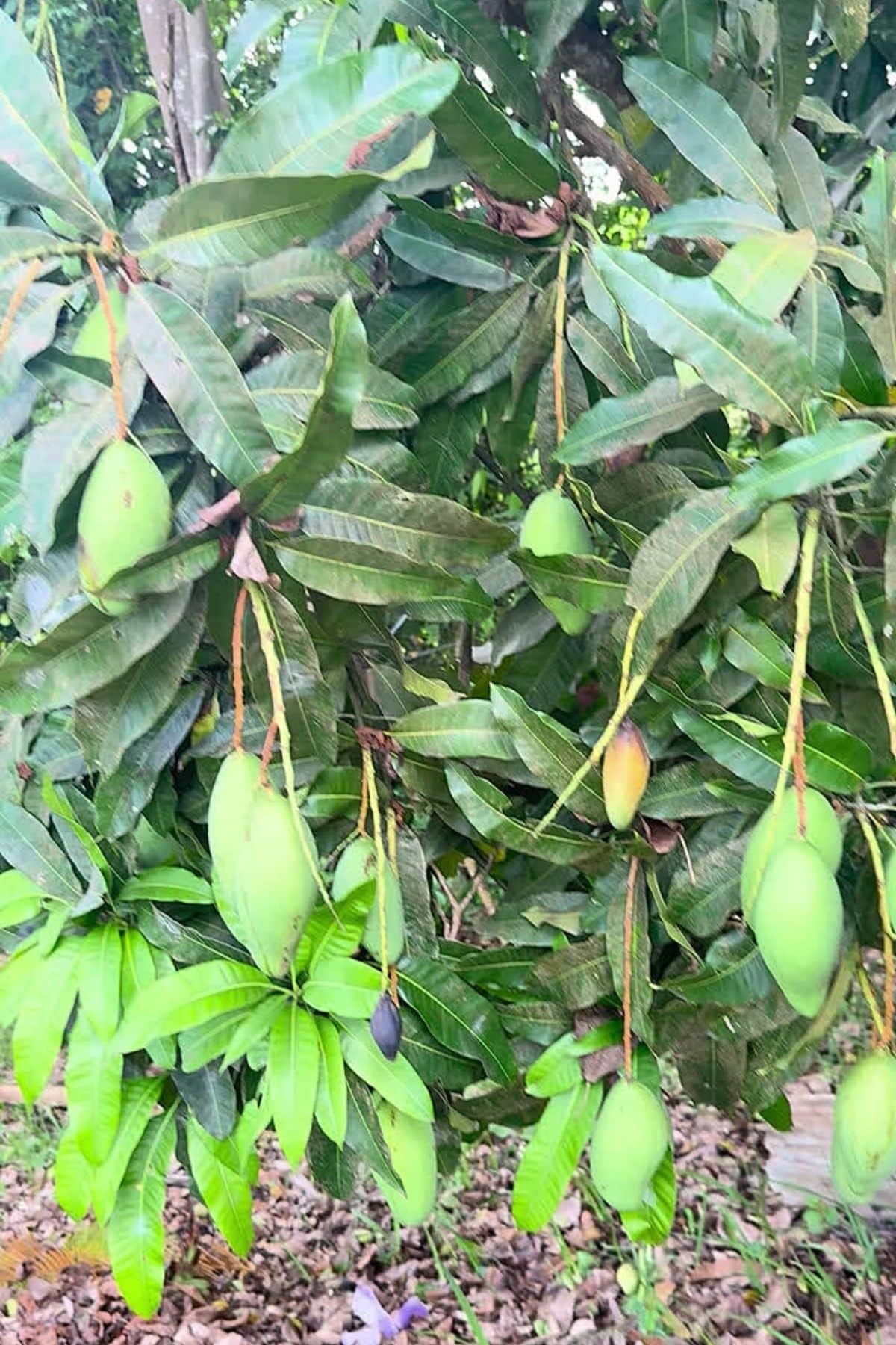 Several unripe mangoes hanging from the branches of a mango tree with green leaves, capturing the promise of mango season in Saint Lucia.