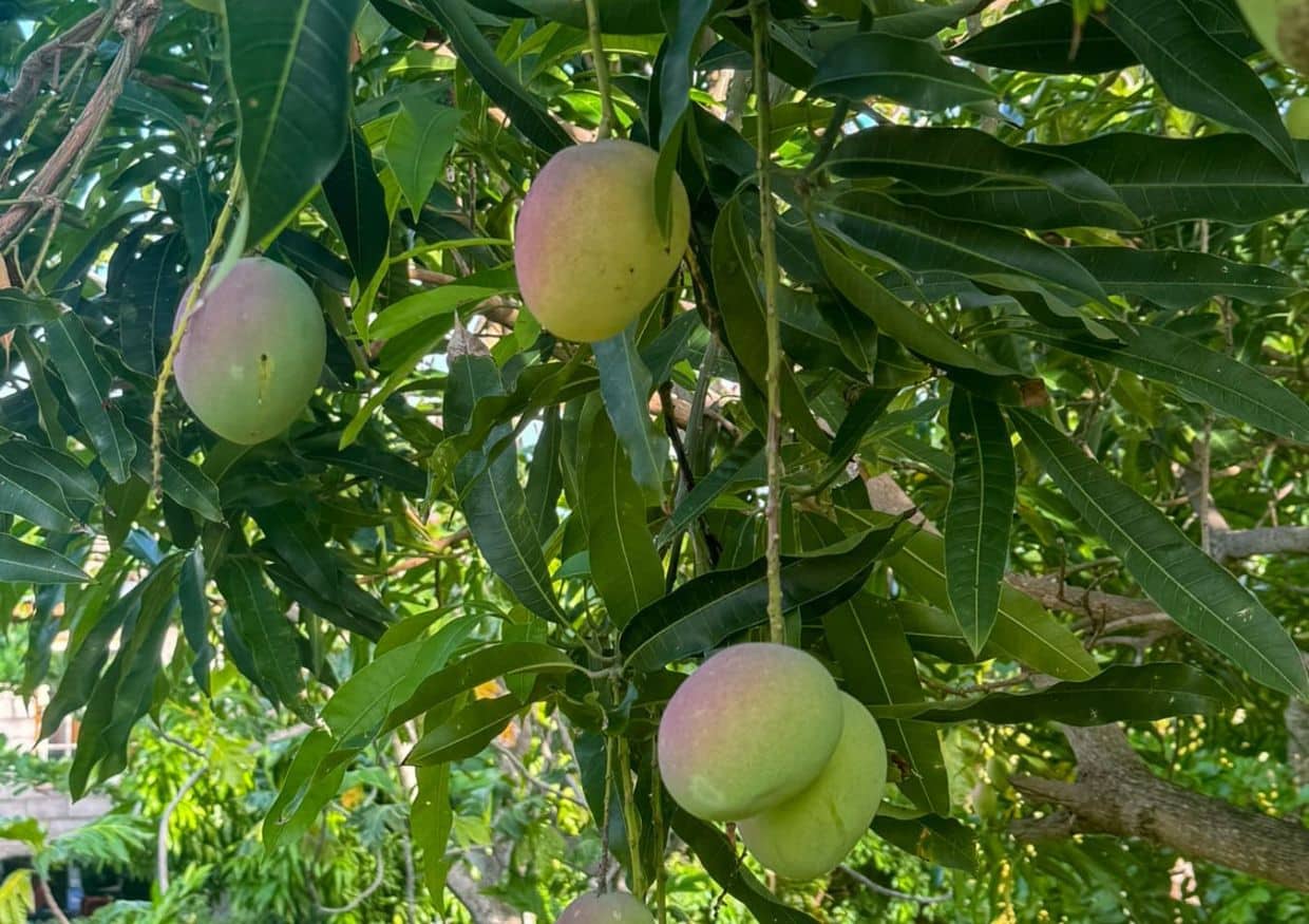 Several unripe mangoes hanging from a tree branch surrounded by green leaves, capturing the essence of mango season in Saint Lucia.